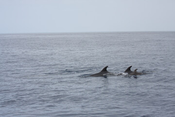 Delphine vor Madeira