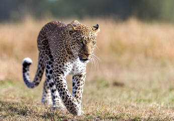 Portrait of a young leopard 