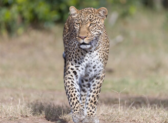 Portrait of a young leopard 