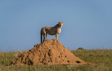 Image of cheetah in Masai Mara, Kenya
