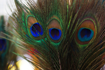Close up Peacock feather