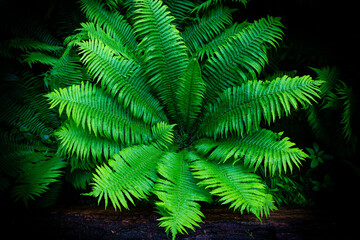 Obraz premium huge ferns close to dam and castle Kriebstein, death wood covered with fern, saxony, Germany