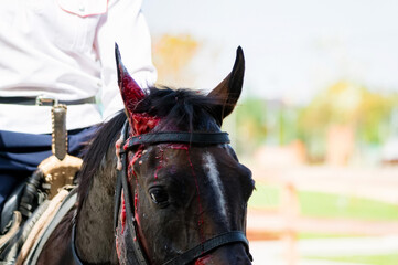 Close up of wounded Cossack horse during tricks performs