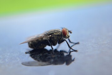 fly on leaf