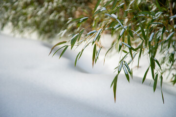 Bamboo Snow & Ice, Hardy Japanese Bamboo Timber Wood In Garden