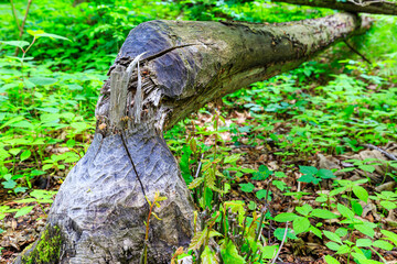 close to castle kriebstein, beaver constructions, falling tree, saxony, germany
