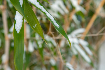 Bamboo Snow & Ice, Hardy Japanese Bamboo Timber Wood In Garden