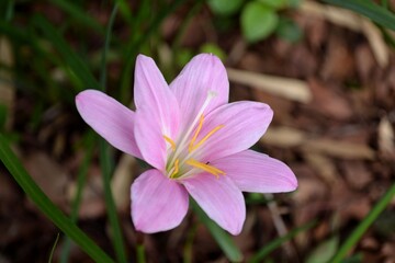 purple crocus flower