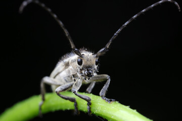 Longicorn beetles on wild plants, North China