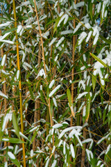 Bamboo Snow & Ice, Hardy Japanese Bamboo Timber Wood In Garden
