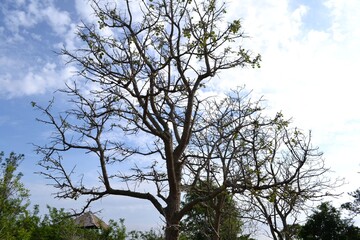 tree and sky