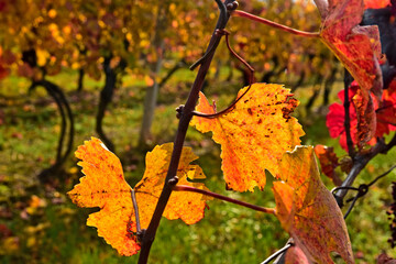 Grapevine leaves  fall sason nature