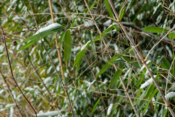 Bamboo Snow & Ice, Hardy Japanese Bamboo Timber Wood In Garden