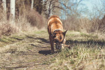 Hund zerbeißt einen Ast auf dem Waldweg. Querformat