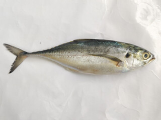 Close up view of fresh Torpedo Scad Fish Isolated on white background,Selective focus.