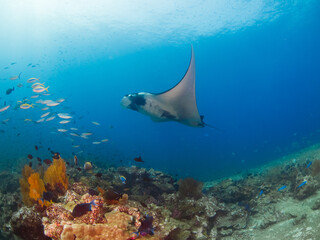 Oceanic manta ray swimming in a coral reef (Koh Tachai, Similan, Thailand)