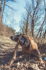Schäferhund liegt auf einem Waldweg und hat ein Stück Holz im Maul. Hochformat