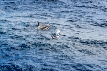 dolphins in the pacific ocean