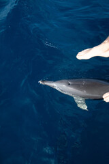 dolphin swimming under the feet