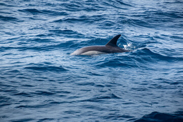 Fototapeta premium dolphins side in the pacific ocean