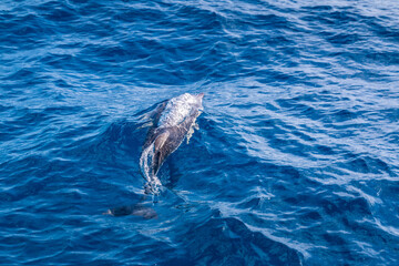 dolphin blows air when surfacing