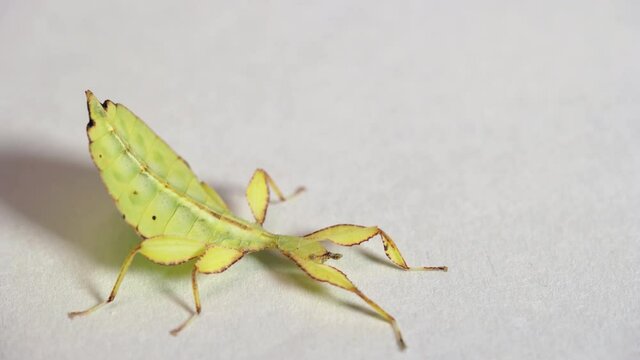 Studio shot of a nymph of Phyllium philippinicum, a species of tropical leaf insect, leaf bug, walking leaf, or bug leaf from the Philippines, Asia. Exotic animal, phasmid on white background