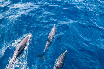 Naklejka premium three dolphins in the pacific ocean