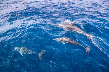 Fototapeta premium young dolphin with an adult in the pacific ocean