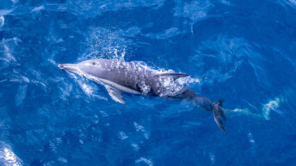 dolphin in the clear pacific ocean