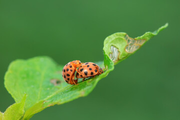 Ladybirds live on weeds in the North China Plain