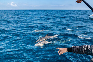 person pointing at dolphins