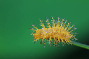 Ladybug larvae live on weeds