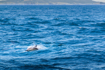 a single dolphin in the ocean