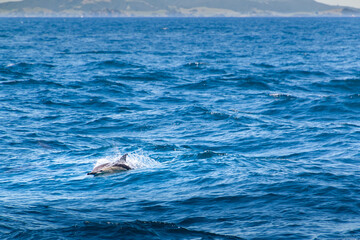 Fototapeta premium a single dolphin in the ocean