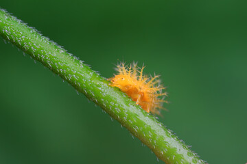 Ladybug larvae live on weeds