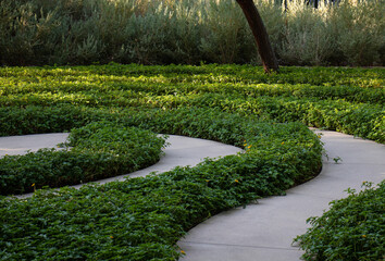 Concentric circular walkway path through maze of green plants