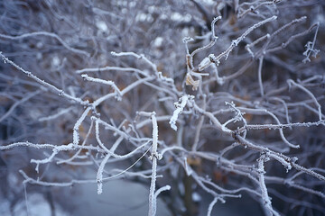branches covered with hoarfrost background, abstract landscape snow winter nature frost