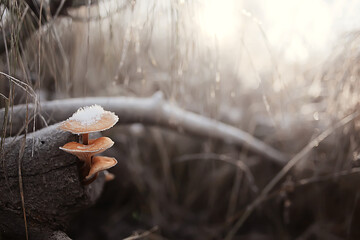 mushrooms in the snow, winter view, landscape in december forest
