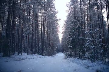 Fototapeta na wymiar landscape winter forest, seasonal beautiful view in snowy forest december nature