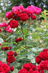 薔薇(相模原北公園）