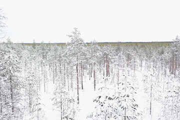 top view of a forest in winter, landscape of nature in a snowy forest, aero photo