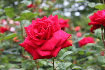 Fototapeta premium 薔薇(相模原北公園）