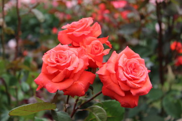 薔薇(相模原北公園）