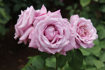 薔薇(相模原北公園）