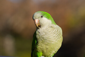 Monk parakeet (Myiopsitta monachus, parrot with grey chest and green back with dark background