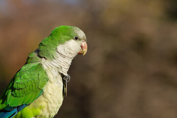 Monk parakeet (Myiopsitta monachus, parrot with grey chest and green back with dark background