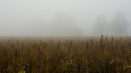 Fototapeta na wymiar Fog over field with wild plants, foggy trees in background