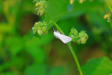 Moths on leaves in nature, North China Plain