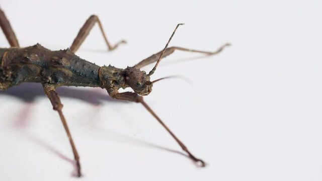 Studio shot of an adult female of Trachyaretaon brueckneri, commonly known as Giant Thorny Stick Insect. Tropical insect, phasmid from the Philippines on white background. Copy space