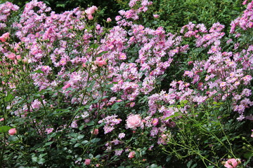薔薇(相模原北公園）